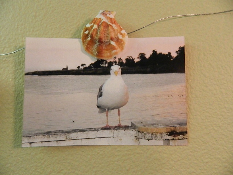 Seashell Picture Clips