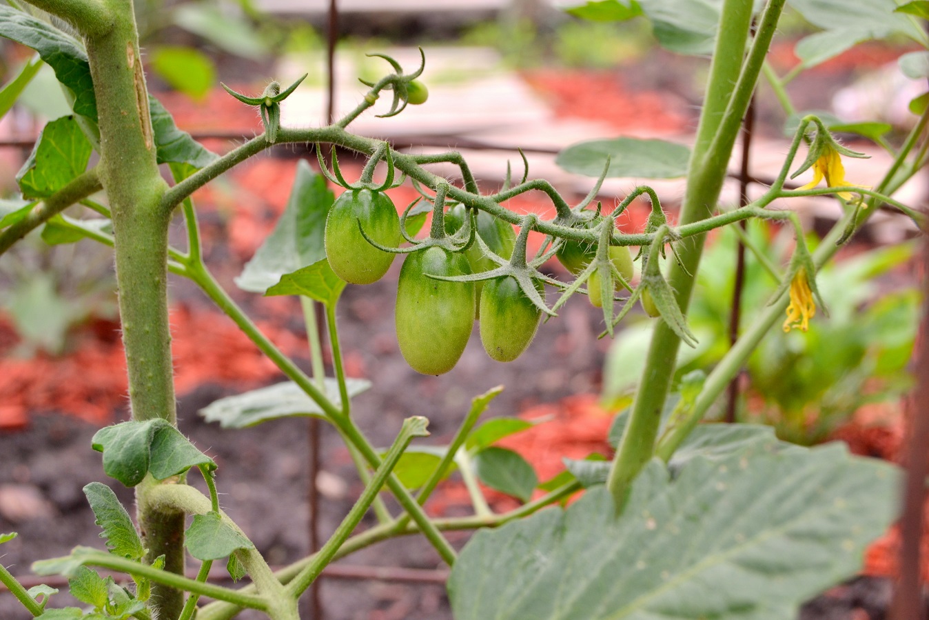 Summer Garden: A Work In Progress